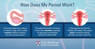 The bleeding happens if fertilization does not occur in the previous menstrual cycle and the uterus sheds its lining and egg in about two weeks after the ovulation. Wait Where S My Period Here S Why You Missed Your Period And Not Because You Re Pregnant Chester County Hospital Penn Medicine