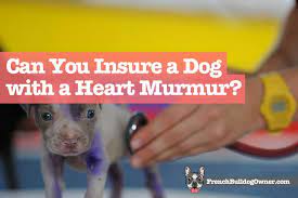 Can You Insure A Dog With A Heart Murmur What Coverage Is Best