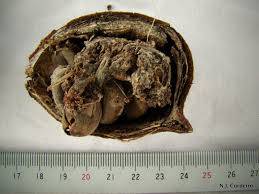 Image result for Sterculia appendiculata