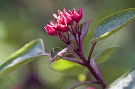 Image result for Clerodendrum ternatum
