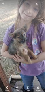 Have you seen missing gypsy?