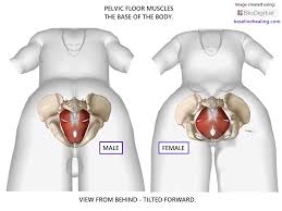 Lvlupfit.comwhat organ in just underbthe bottom. 9tspye 3lyg7xm