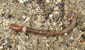 An invasive worm species, jumping worms, has taken over most of chicago. Jumping Worms The Creepy Damaging Invasive You Don T Know