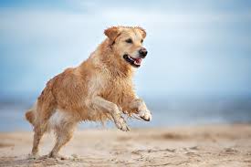 That provide processed proteins and palatants to premium pet food brands and. 2021 Pet Industry Trends Influencing Pet Owners Today Biomega