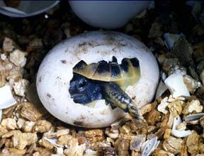 Mga resulta ng larawan para sa Hermann tortoise, hatching egg"