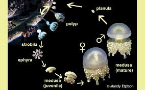 This is achieved by alternating with each generation between reproducing. Jellyfish Lake Coral Reef Research Foundation
