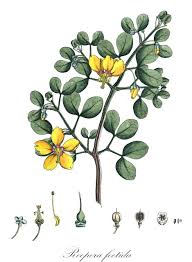 Image result for Zygophyllaceae