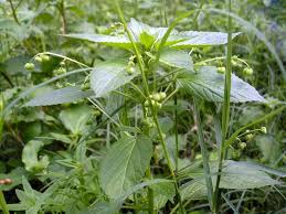 Image result for Micrococca