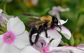 Was Tun Mit Einem Bienenstich Erste Hilfe Beseitigung Von Allergien