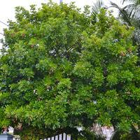 Image result for Blighia