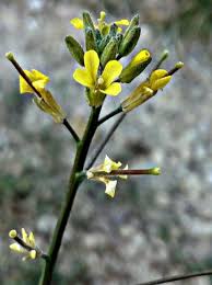 Image result for Sisymbrium orientale