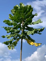 Image result for Congolanthus