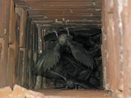 Black goose chimney sweeps's revenue is the ranked 3rd. Chimney Swifts Prevention Removal Black Goose Chimney