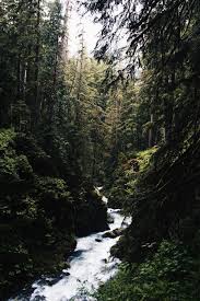 Download and use 30,000+ desktop wallpaper aesthetic stock photos for free. Aesthetic Forest Wallpapers Wallpaper Cave