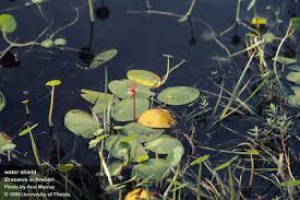 Image result for Brasenia