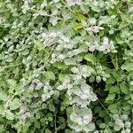 Image result for Helichrysum lineare