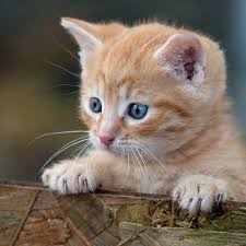 Piezas exclusivas para clientes que exigen lo mejor. 6 Cosas Que Asustan A Los Gatos Foto 1