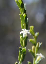 Image result for Olacaceae