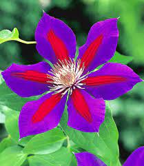 Clematis is an attractive deciduous vine that can be grown in small gardens and homes. Set Clematis Etoile De Malicorne Georges Delbard Kletterrosen Bei Baldur Garten