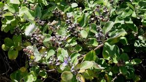Image result for Vitex obovata