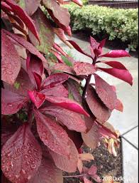 Image result for Synadenium grantii