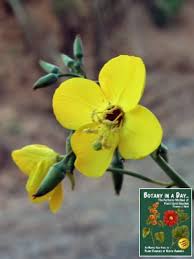 Image result for Onagraceae