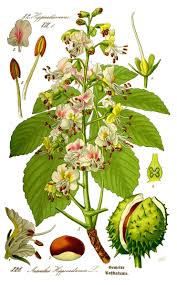 Pilt Illustration Aesculus Hippocastanum0 Clean Jpg Plant Illustration Botanical Poster Botanical Drawings
