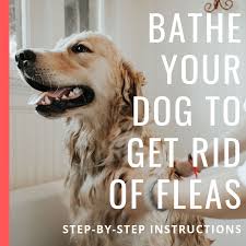 For example, johnson & johnson's baby shampoo is a great option to use on your dog. How To Get Rid Of Dog Fleas Using A Bath And Soap Pethelpful