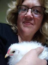 I have a small flock silkies 5 and 3 grey striped chicks