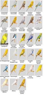 More Budgie Colour Variations Pet Birds Budgie Parakeet