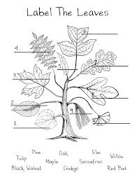 Chickeemama Leaf Worksheet Forest School Activities Forest School Nature School