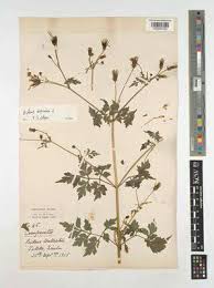 Image result for Bidens biternata