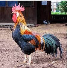 You might also be interested in coloring pages from chicken category. Datei Brown Leghorn Rooster In Australia Jpg Wikipedia