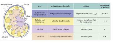 Image result for Antigen Processing