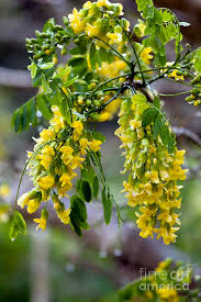 Image result for Calpurnia aurea