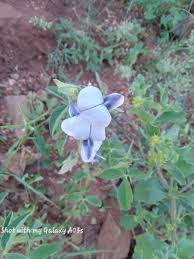 Image result for Crotalaria polysperma