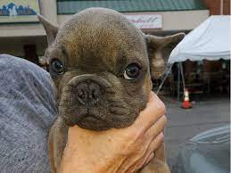 French bulldog breeder in chicago, il Chicago Rescue Refuses To Turn Over Puppies Found At O Hare Chicago Il Patch