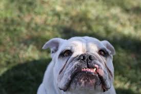 San diego county strategic plan. Contact Us San Diego Humane Society