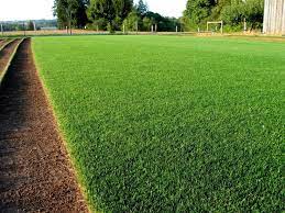 Doing Rye Grass Right Rye Grass Winter Lawn Best Grass Seed Lawn