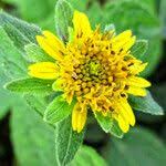 Image result for Aspilia africana