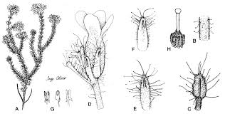 Image result for Erica pleiotricha