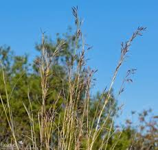 Image result for Hyparrhenia formosa