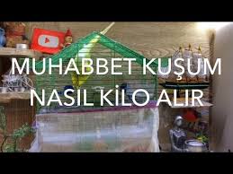 Muhabbet Kusu Nasil Kilo Alir Youtube