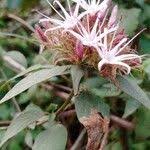 Image result for Virectaria