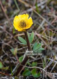 Image result for Ranunculaceae