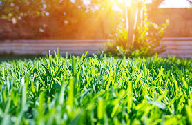 See more ideas about crab grass, lawn care, lawn care tips. Unwanted Warm Season Grasses Weed Man Blog