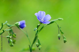 Image result for Linaceae