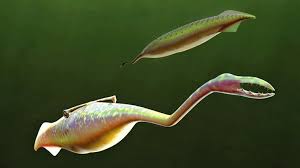 Evolution Stielaugenmonster Nach 60 Jahren Identifiziert Wirbeltiere Evolution Ausgestorbene Tiere