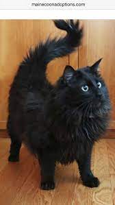 See more ideas about crazy cats, cats and kittens, beautiful cats. Mix Black Maine Coon Kitten Novocom Top