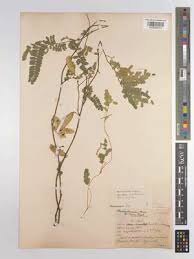 Image result for Abrus melanospermus